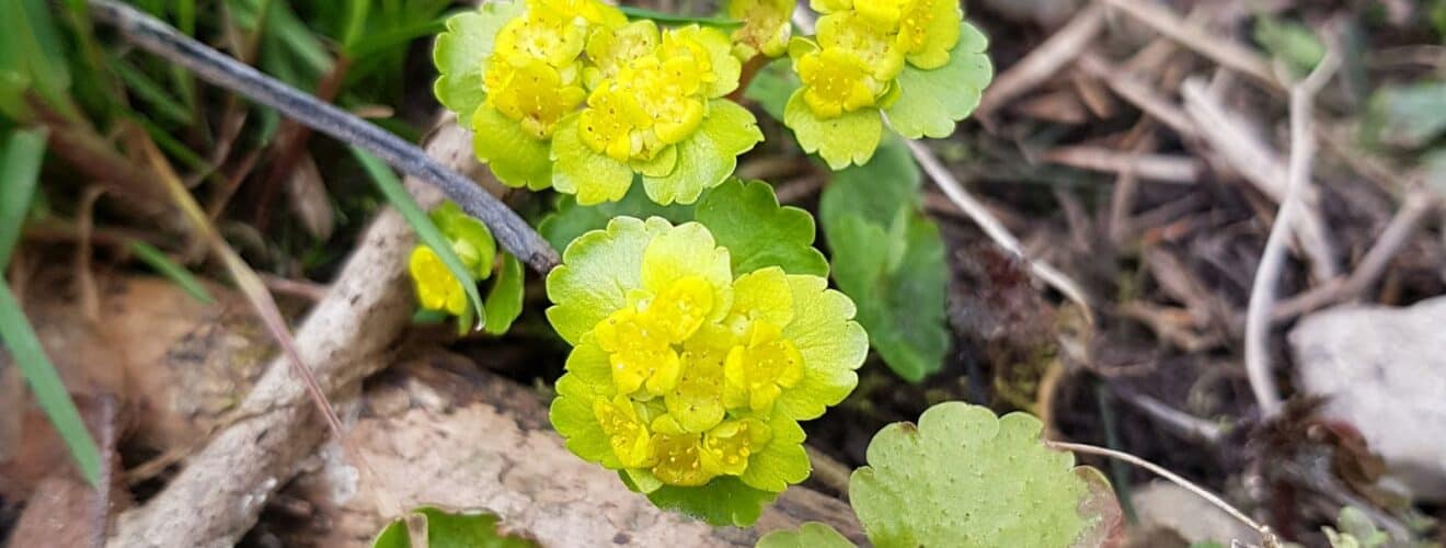 Milzkraut - Wechselblättriges (Chrysosplenium alternifolium)