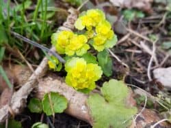 Milzkraut - Wechselblättriges (Chrysosplenium alternifolium)