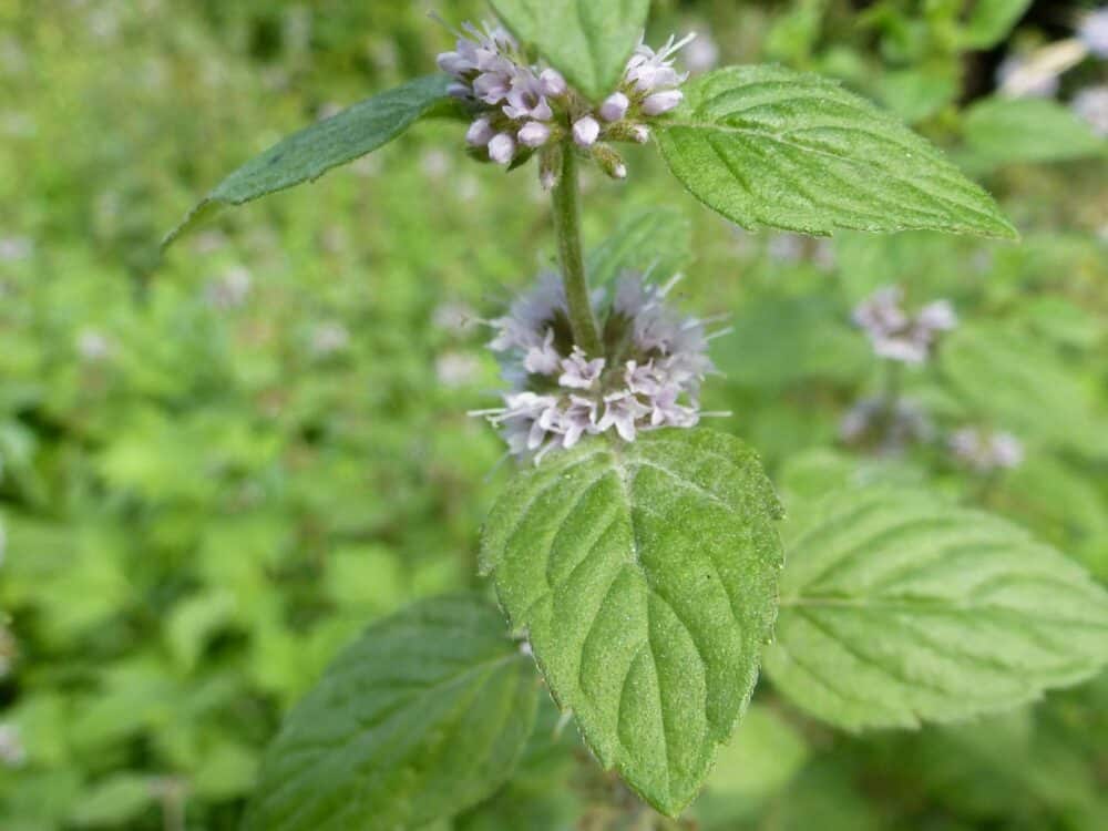 Lippenblütler (Lamiaceae) »