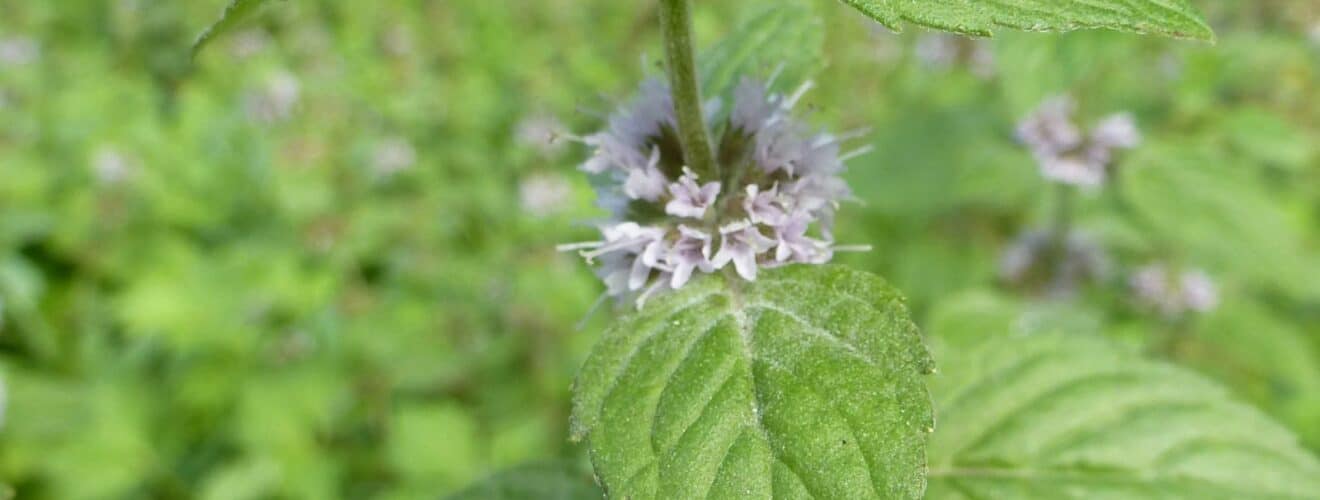 Minze - Acker-Minze (Mentha arvensis)