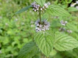 Minze - Acker-Minze (Mentha arvensis)