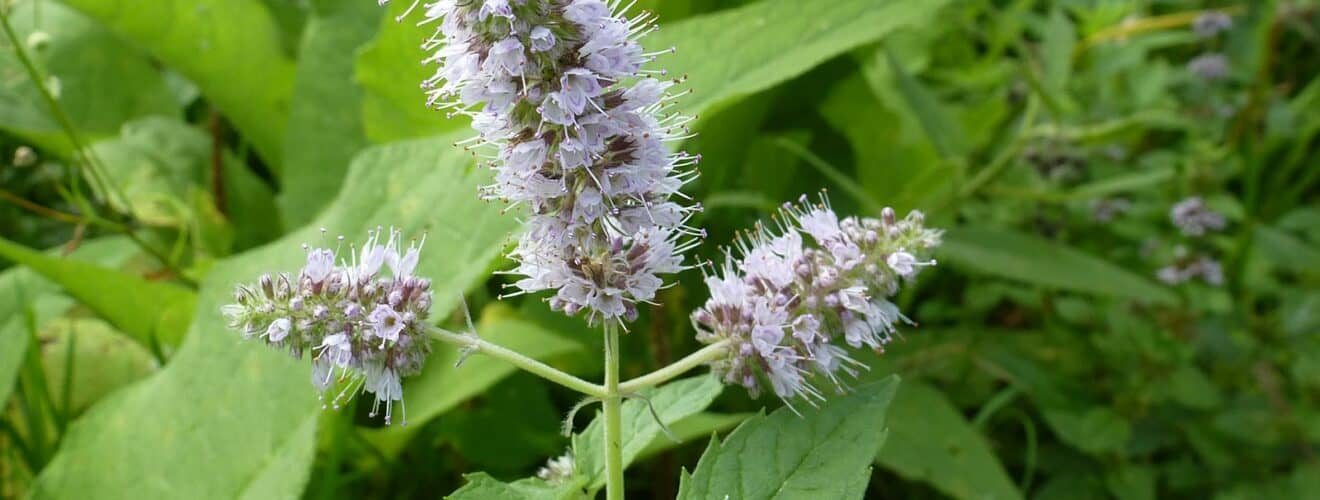 Minze - Rossminze ( Mentha longifolia)