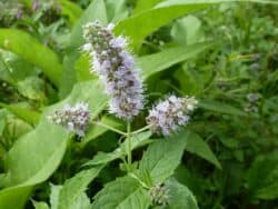 Minze - Rossminze ( Mentha longifolia)