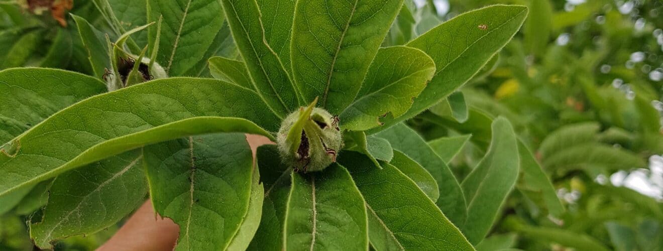 Mispel - Echte (Mespilus germanica)