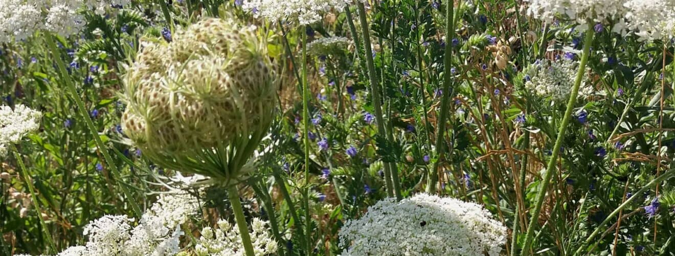 Möhre - Wilde (Daucus carota subsp. carota)