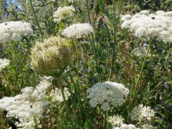 Möhre - Wilde (Daucus carota subsp. carota)