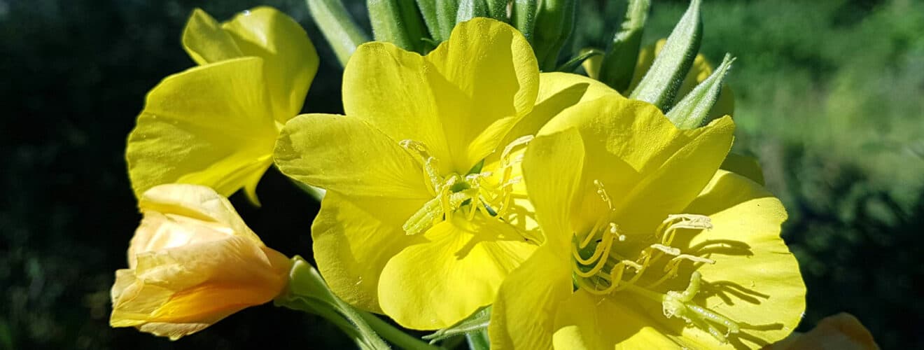 Nachtkerze - Gemeine (Oenothera biennis)