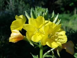 Nachtkerze - Gemeine (Oenothera biennis)