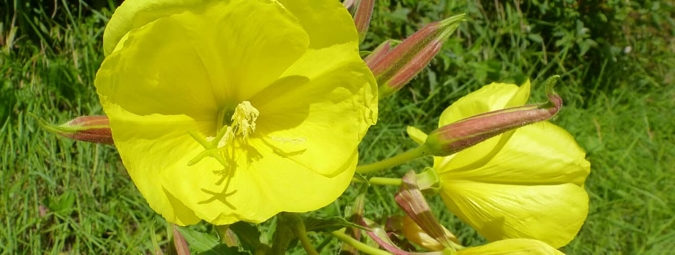 Nachtkerze - Rotkelchige (Oenothera glazioviana)