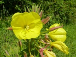 Nachtkerze - Rotkelchige (Oenothera glazioviana)