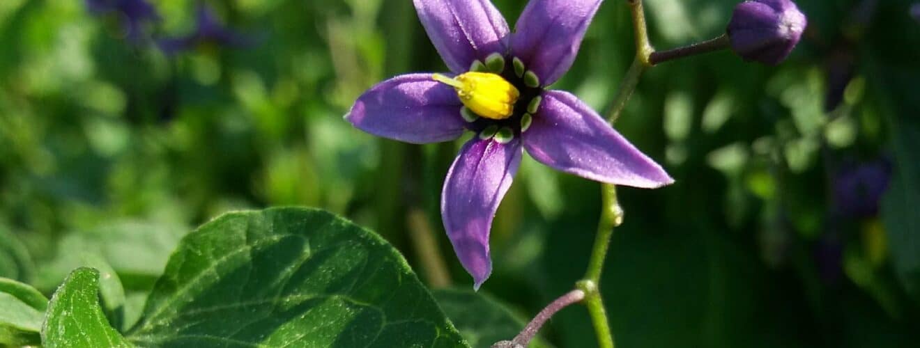 Nachtschatten - Bittersüßer (Solanum dulcamara)