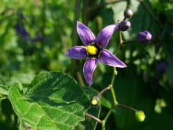 Nachtschatten - BittersÃ¼ÃŸer (Solanum dulcamara)
