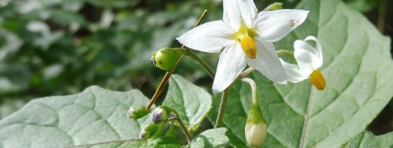 Nachtschatten - Schwarzer (Solanum nigrum)