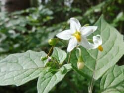 Nachtschatten - Schwarzer (Solanum nigrum)