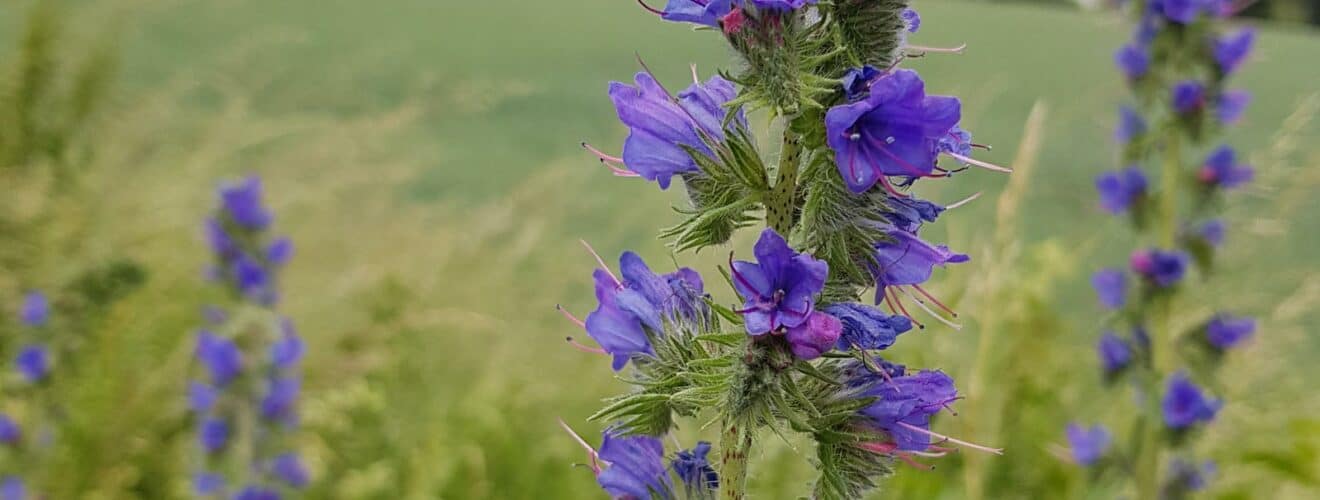 Natternkopf - Gewöhnlicher (Echium vulgare)