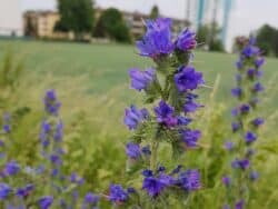 Natternkopf - Gewöhnlicher (Echium vulgare)