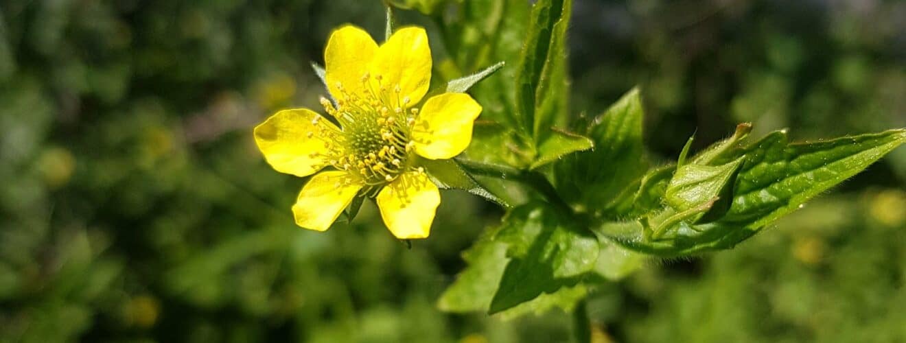 Nelkenwurz - Echte (Geum urbanum)