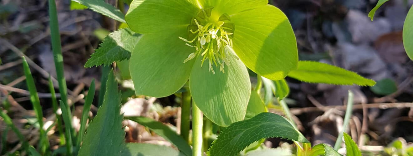 Nieswurz - Grüne (Helleborus viridis)