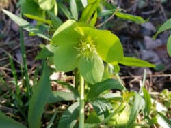 Nieswurz - Grüne (Helleborus viridis)