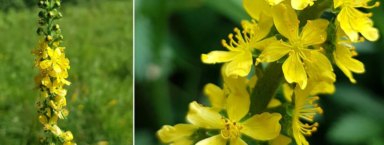 Odermennig - Gemeiner (Agrimonia eupatoria)