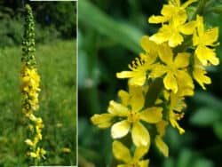 Odermennig - Gemeiner (Agrimonia eupatoria)