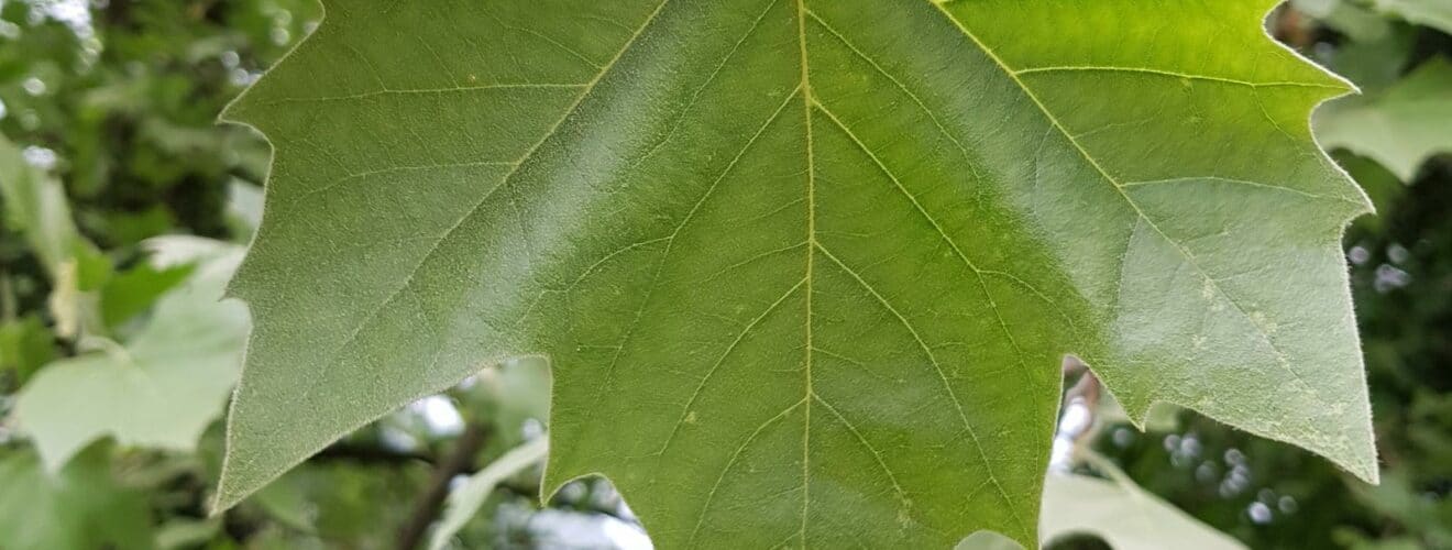 Platane - Ahornblättrige (Platanus × acerifolia)