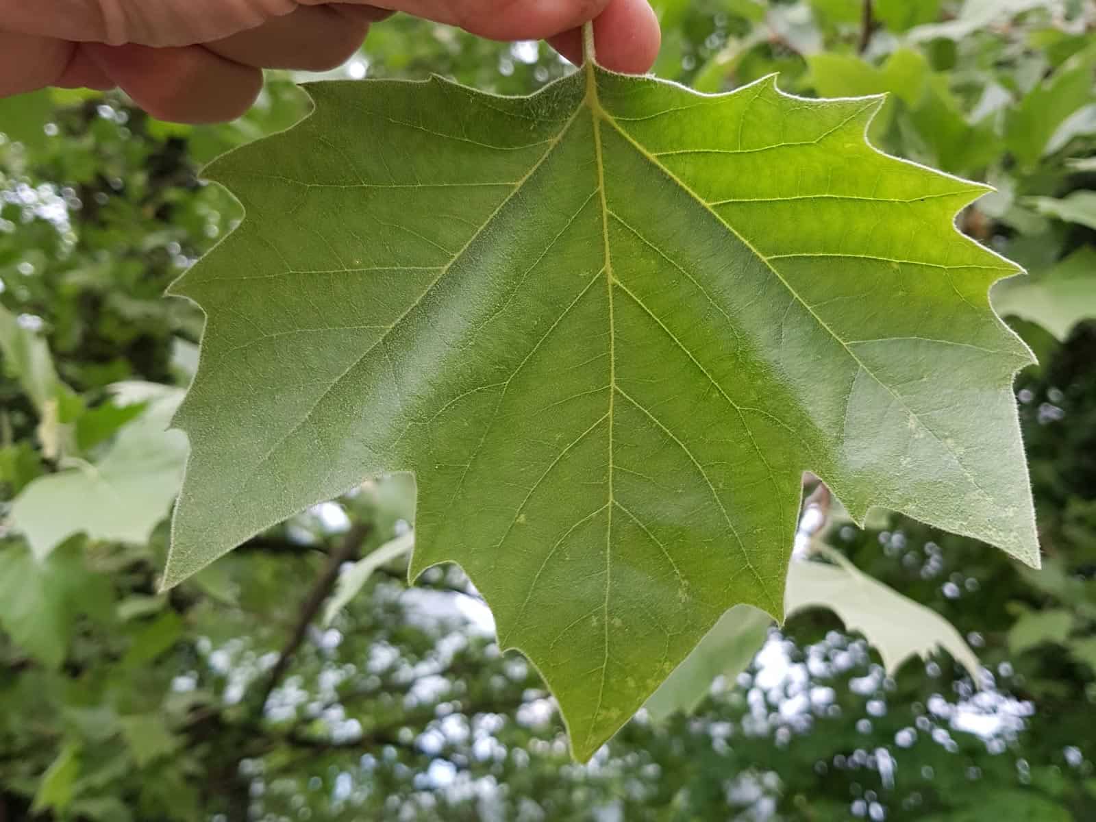 Platane - Ahornblättrige (Platanus × acerifolia)