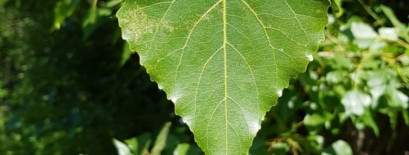 Pappel - Schwarz-Pappel (Populus nigra)