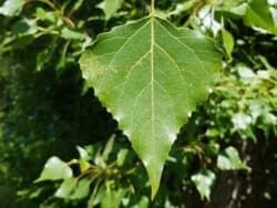 Pappel - Schwarz-Pappel (Populus nigra)