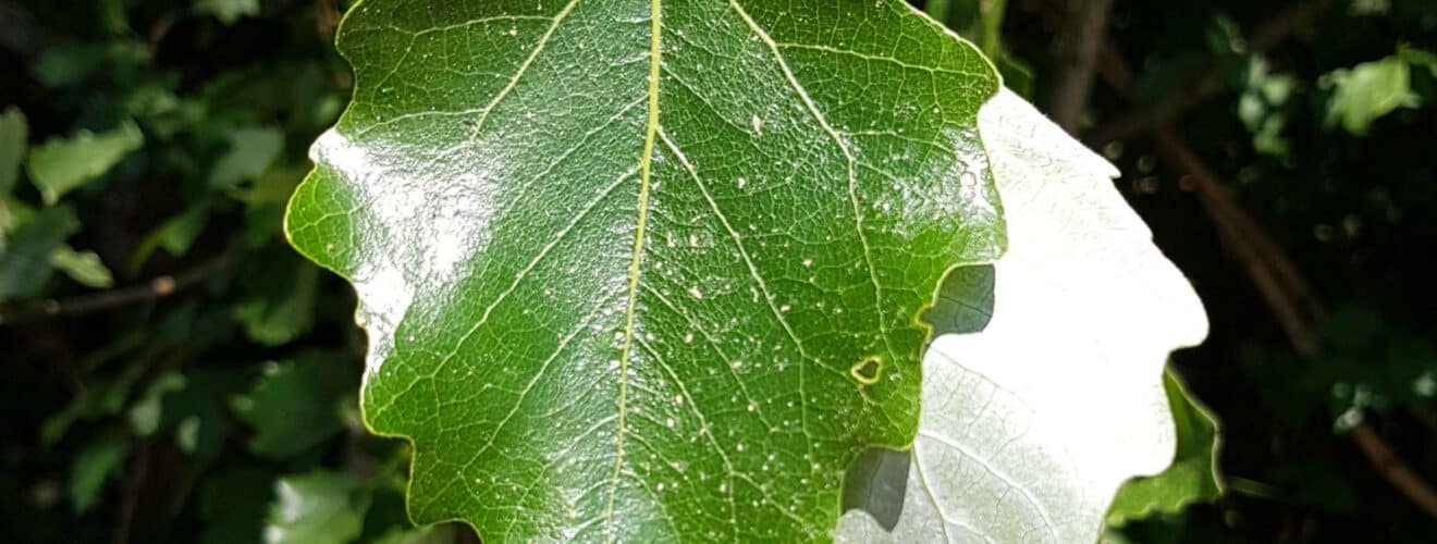 Pappel - Silber-Pappel (Populus alba)