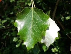 Pappel - Silber-Pappel (Populus alba)