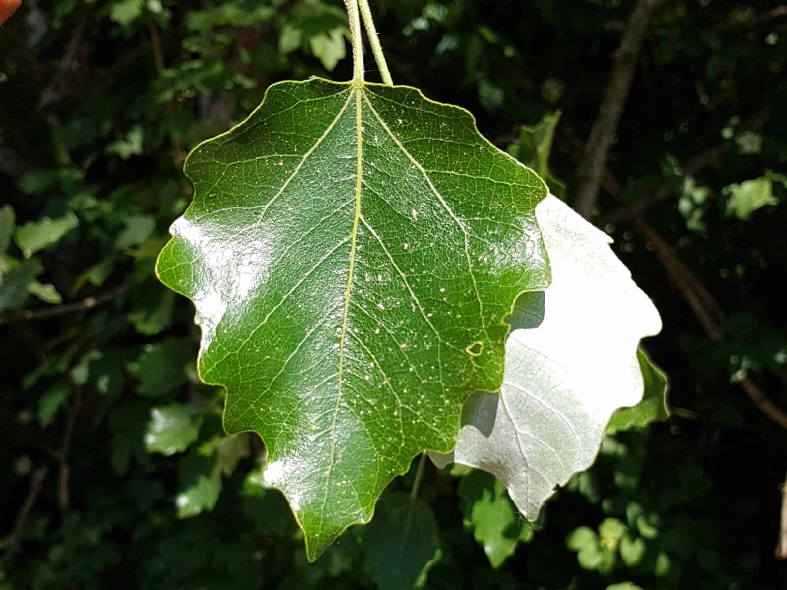 L Bis Z bersicht Heimische B ume Str ucher Pflanzen vielfalt L Bis Z bersicht Heimische B ume Str ucher Pflanzen vielfalt