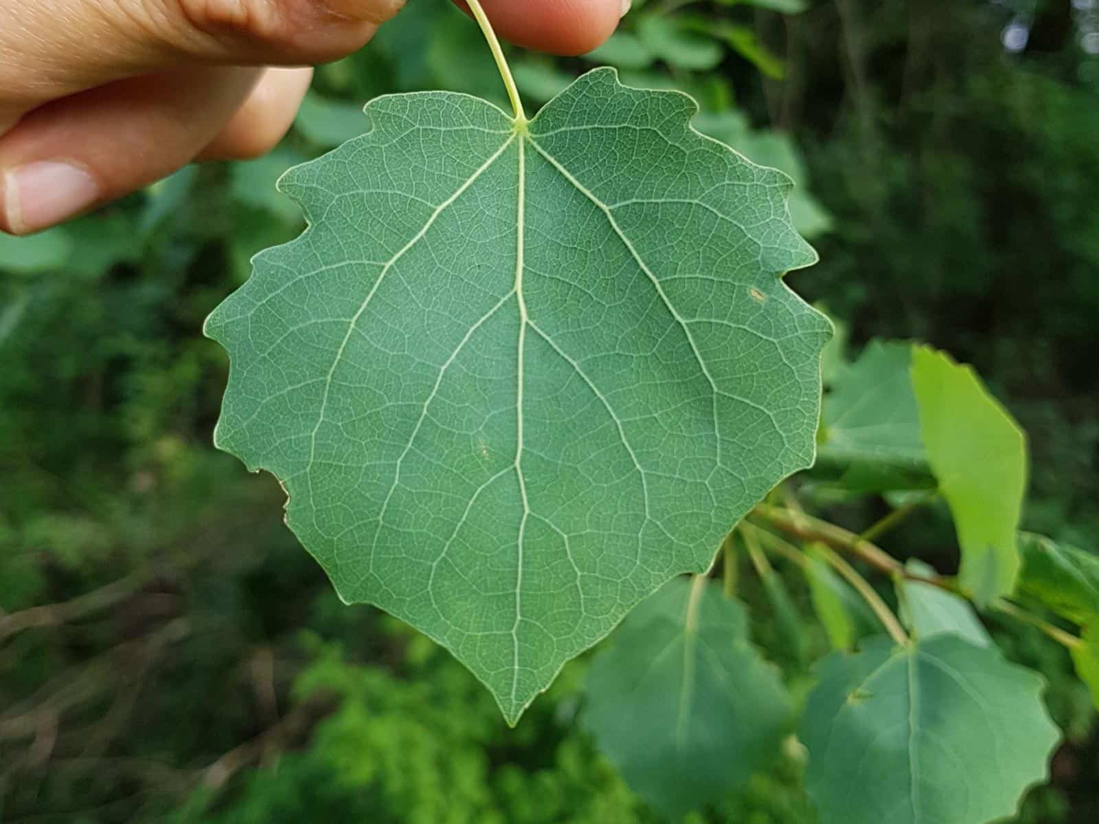 Pappel - Zitter-Pappel (Populus tremula)