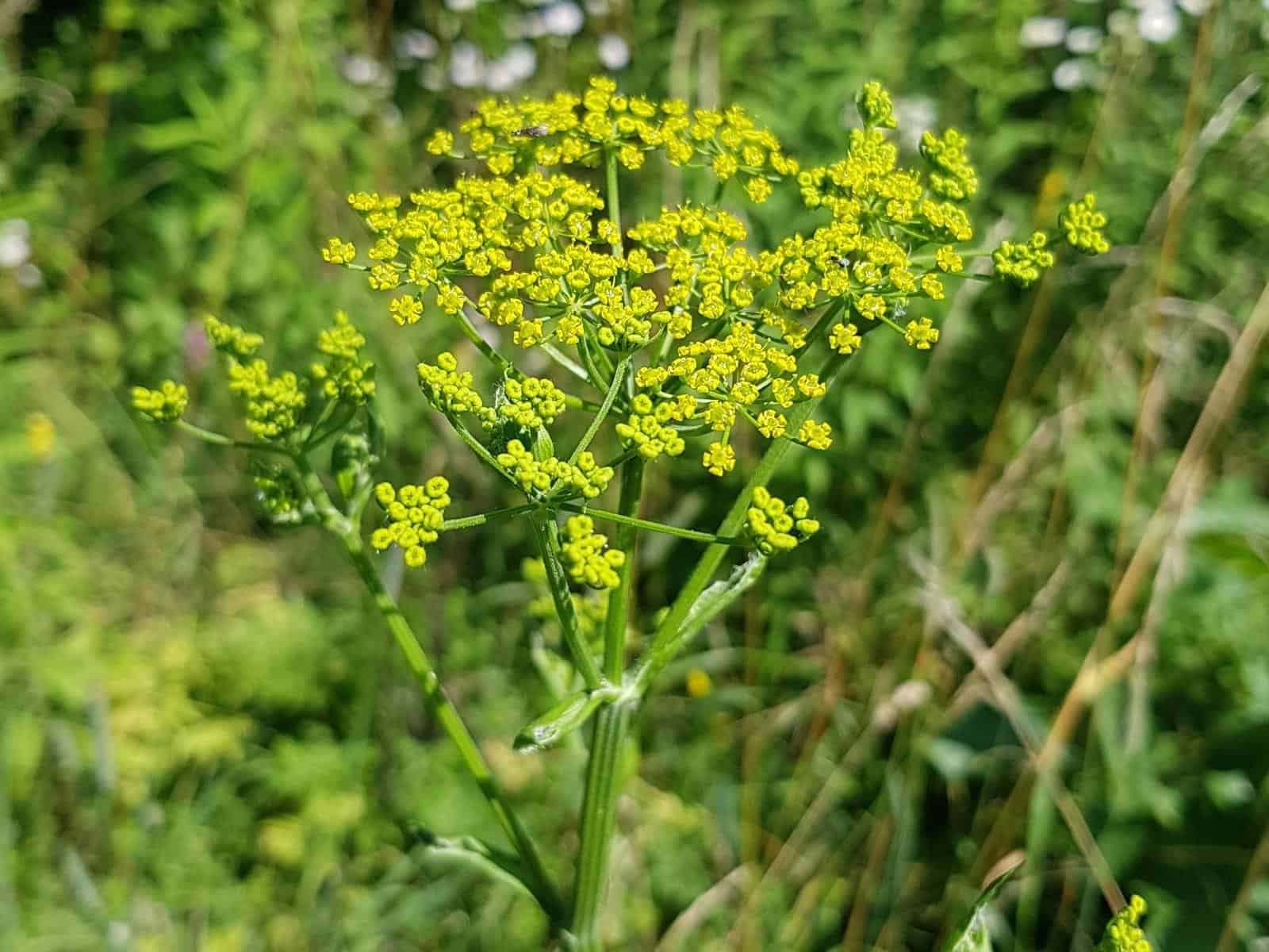 Pastinak - Wildform (Pastinaca sativa)