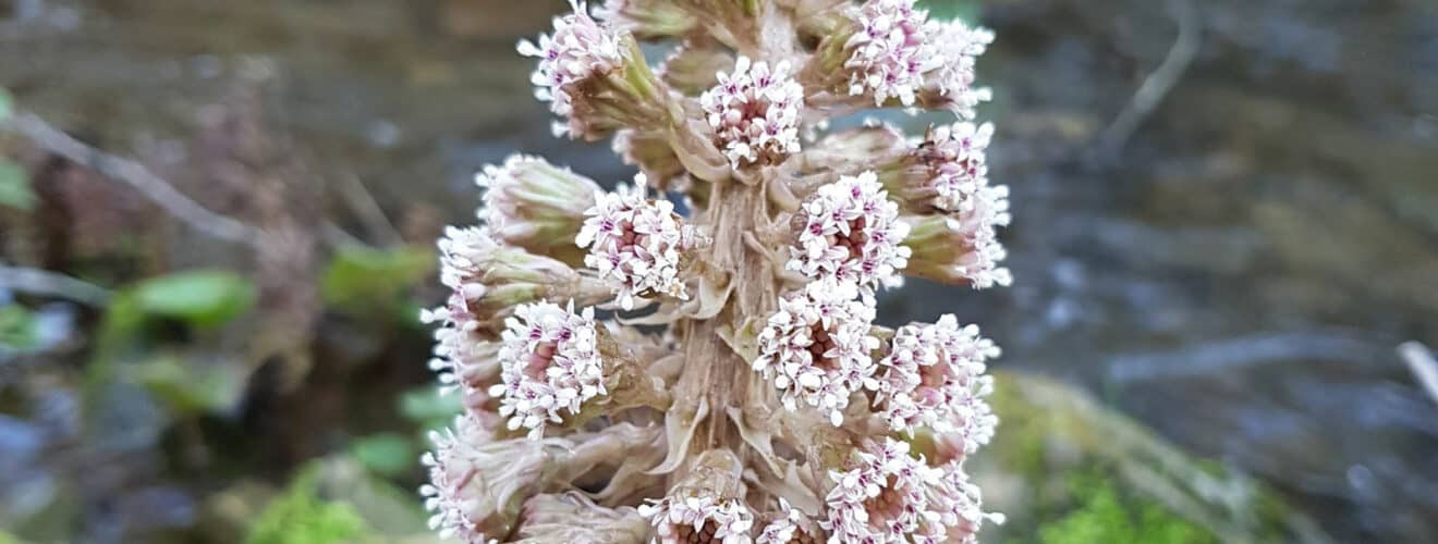 Pestwurz - Gewöhnliche (Petasites hybridus)