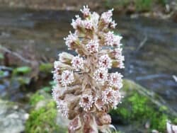 Pestwurz - Gewöhnliche (Petasites hybridus)