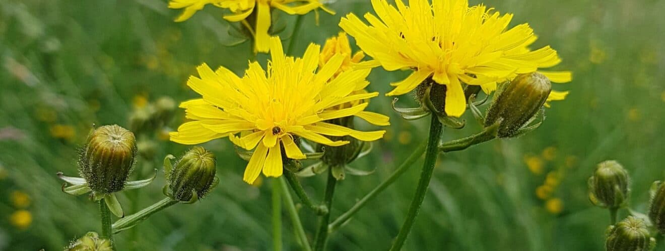 Pippau - Wiesen-Pippau (Crepis biennis)