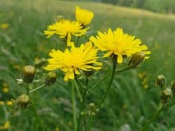 Pippau - Wiesen-Pippau (Crepis biennis)