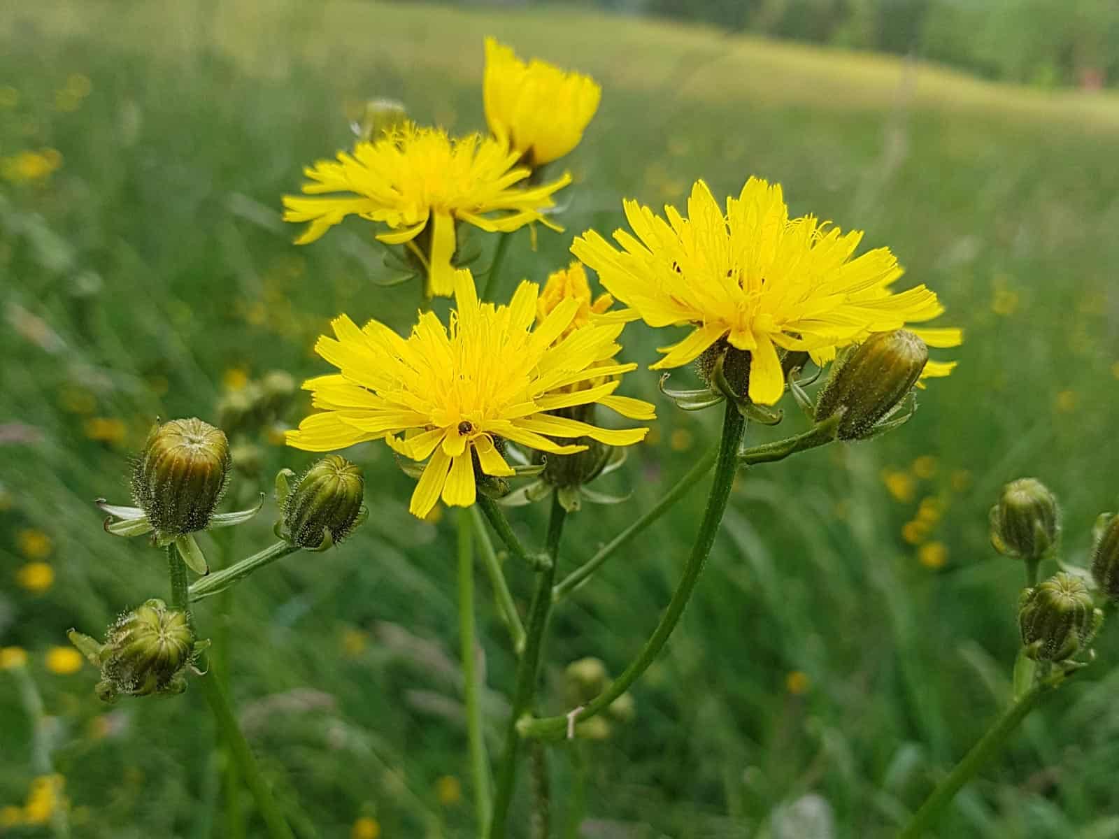 Pippau - Wiesen-Pippau (Crepis biennis)