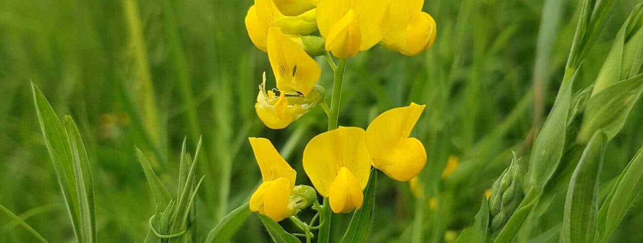 Platterbse - Wiesen-Platterbse (Lathyrus pratensis)