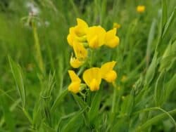 Platterbse - Wiesen-Platterbse (Lathyrus pratensis)