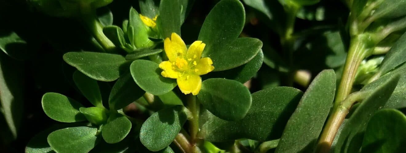 Portulak (Portulaca oleracea)