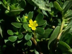 Portulak (Portulaca oleracea)