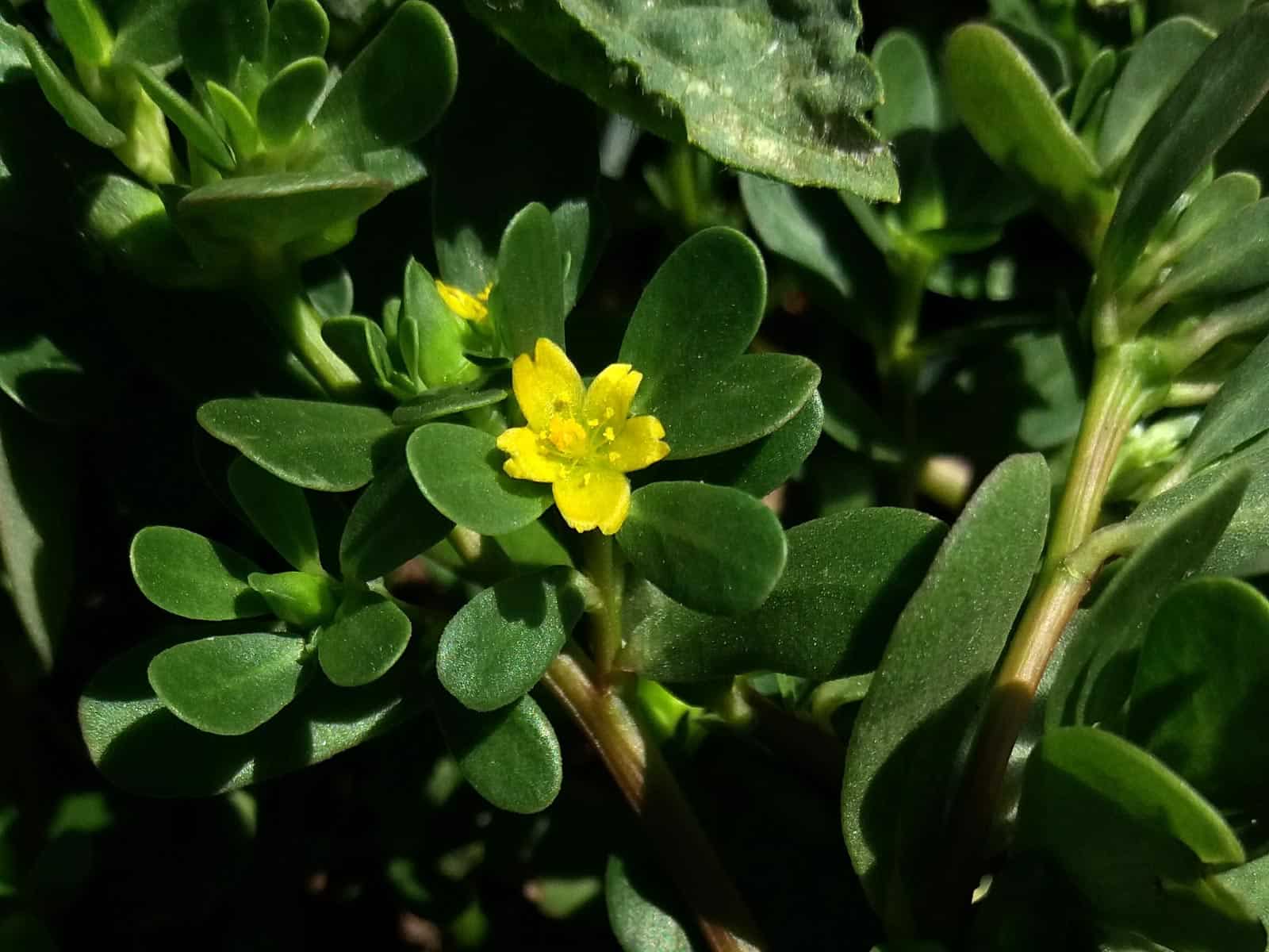 Portulak (Portulaca oleracea)