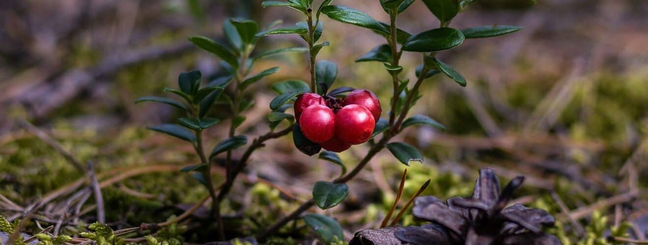 Preiselbeere (Vaccinium vitis-idaea)