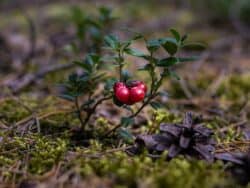 Preiselbeere (Vaccinium vitis-idaea)