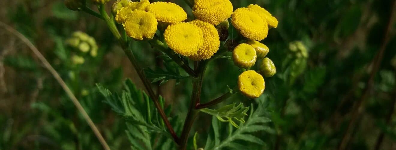 Rainfarn (Tanacetum vulgare)