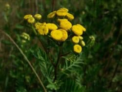 Rainfarn (Tanacetum vulgare)