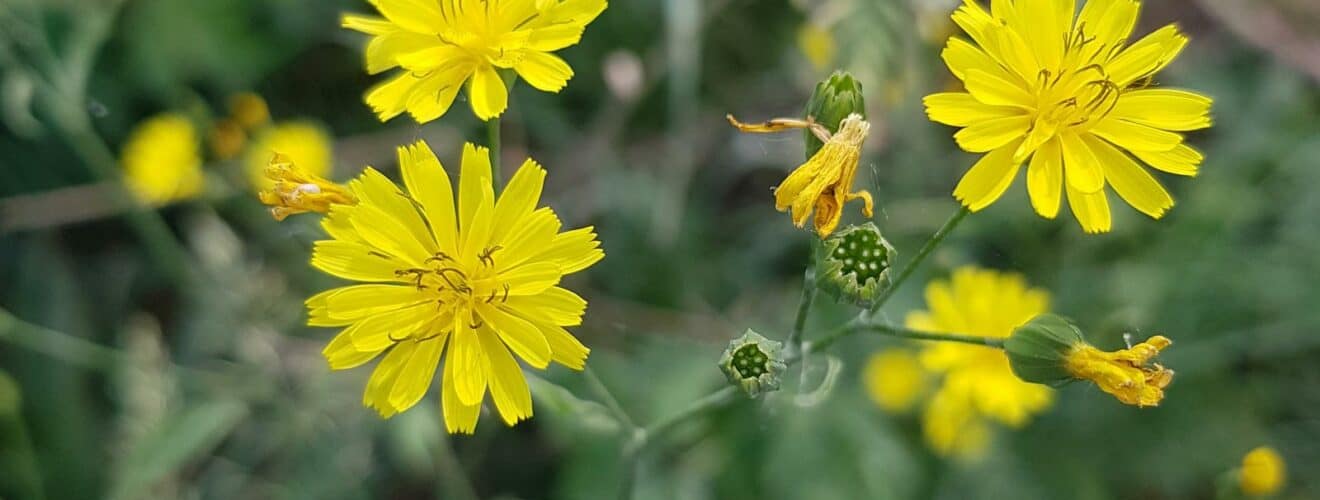 Rainkohl - Gemeiner (Lapsana communis)