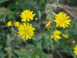 Rainkohl - Gemeiner (Lapsana communis)